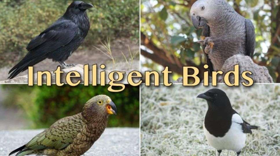 Most Intelligent Bird