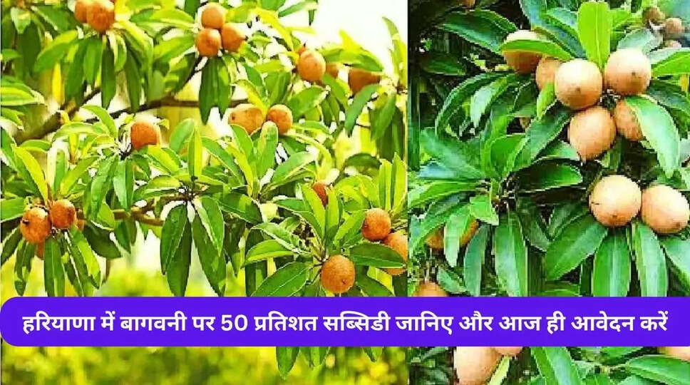 हरियाणा में बागवनी पर 50 प्रतिशत सब्सिडी जानिए और आज ही आवेदन करें