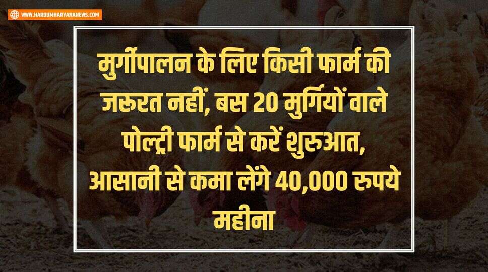 मुर्गीपालन के लिए किसी फार्म की जरूरत नहीं, बस 20 मुर्गियों वाले पोल्ट्री फार्म से करें शुरुआत, आसानी से कमा लेंगे 40,000 रुपये महीना