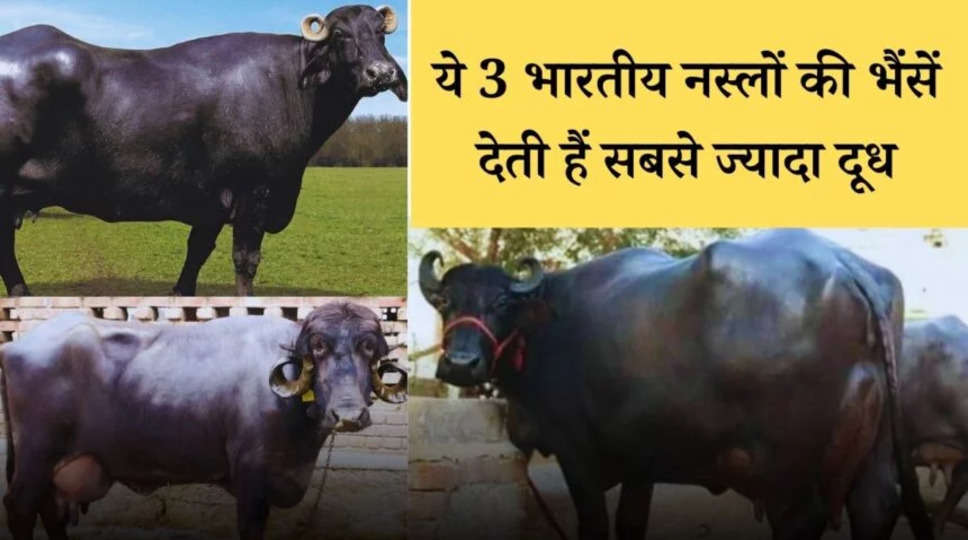 Buffalo Breeds in India : ये 3 भारतीय नस्लों की भैंसें देती हैं सबसे ज्यादा दूध, आप भी इनसे कमा सकते है लाखों का मुनाफा 