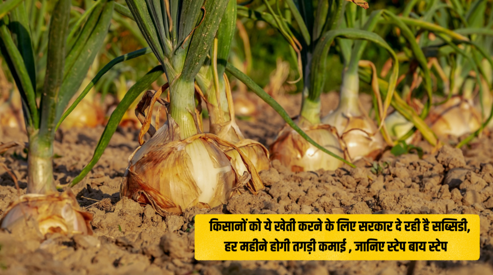 onion cultivation : किसानों को ये खेती करने के लिए सरकार दे रही है सब्सिडी, हर महीने होगी तगड़ी कमाई , जानिए स्टेप बाय स्टेप 