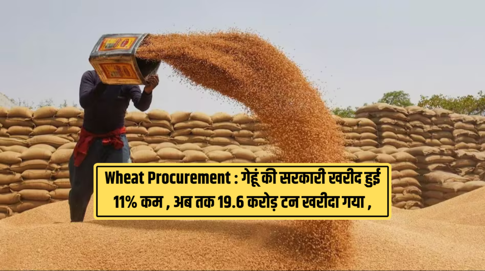 Wheat Procurement : गेहूं की सरकारी खरीद हुई 11% कम , अब तक 19.6 करोड़ टन खरीदा गया , जानिए पूरी खबर 