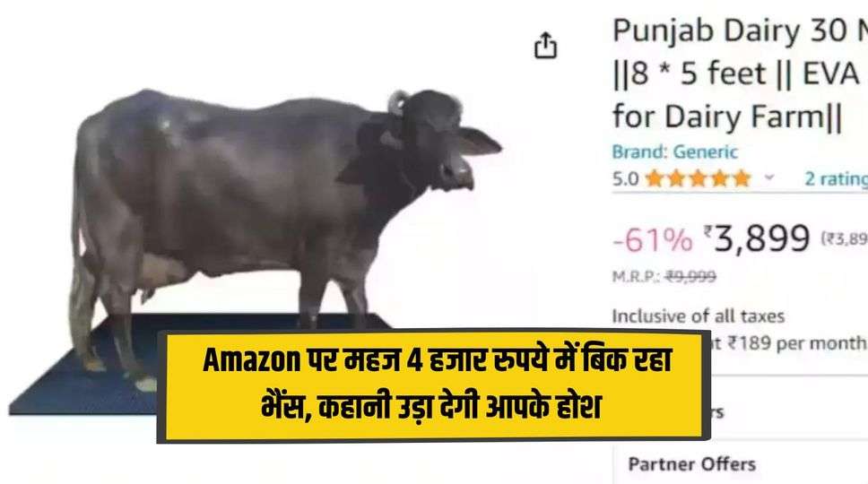 Amazon Buffalo Ad : Amazon पर महज 4 हजार रुपये में बिक रहा भैंस, कहानी उड़ा देगी आपके होश ! जानिए पूरी जानकारी 