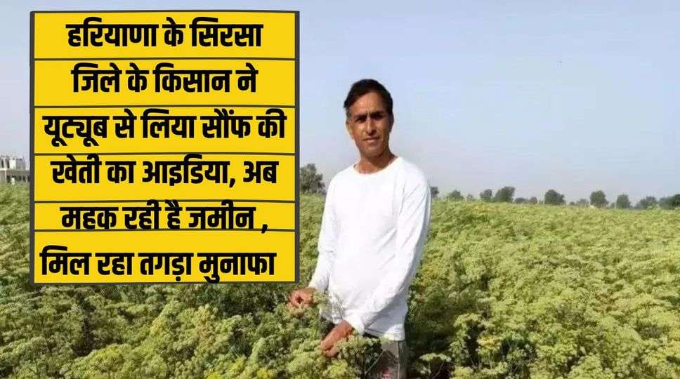 हरियाणा के सिरसा जिले के किसान ने यूट्यूब से लिया सौंफ की खेती का आइडिया, अब महक रही है जमीन , मिल रहा तगड़ा मुनाफा     