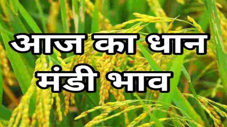 Dhan Bhav Today 8 Dec 2023: हरियाणा, पंजाब की मंडियों में धान का भाव, देखें 1509, 1121, 1718, बासमती किस्मों के धान के भाव