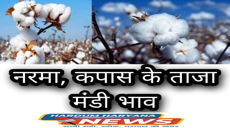 NARMA KAPAS MANDI BHAV