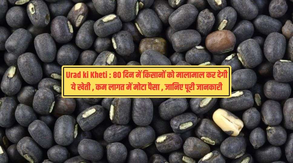 Urad ki Kheti : 80 दिन में किसानों को मालामाल कर देगी ये खेती , कम लागत में मोटा पैसा , जानिए पूरी जानकारी 