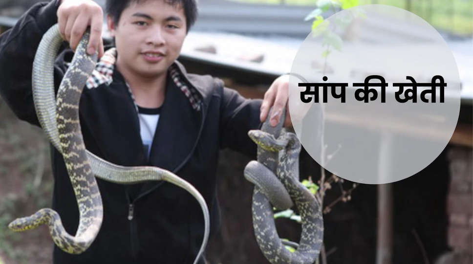 Snake Farming : इस गांव के लोग सांपों से हुए मालामाल, हर साल होती है 30 लाख से ज़्यादा सांपों की पैदावार, जानिए पूरी डिटेल्स 