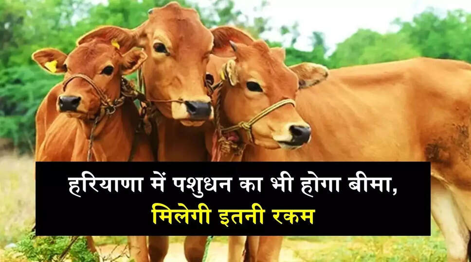 Pashudhan Bima Yojana: हरियाणा में पशुधन का भी होगा बीमा, मिलेगी इतनी रकम, देखें पूरी योजना