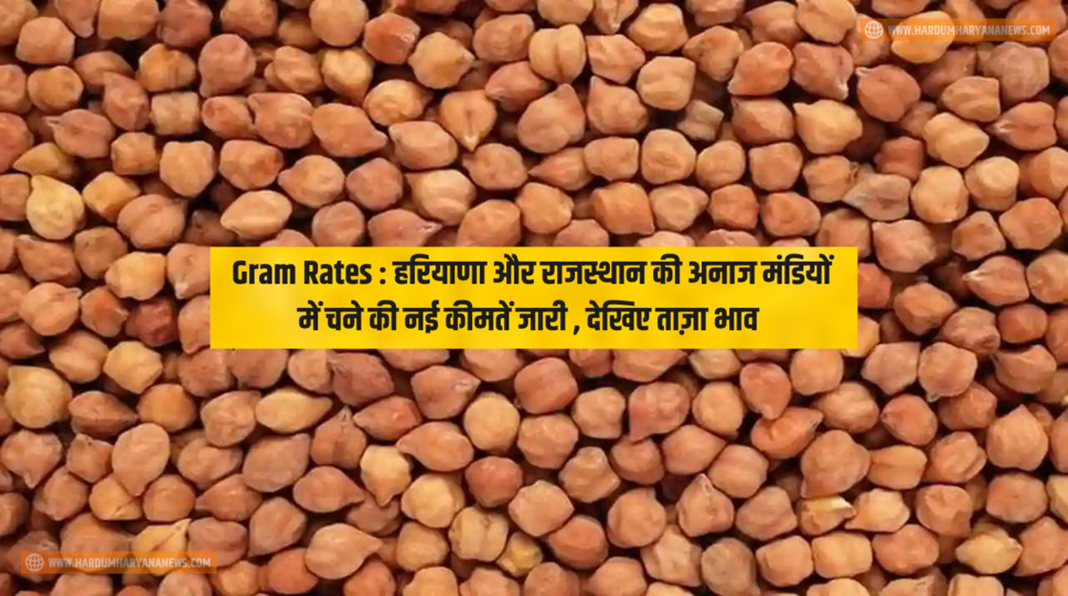 Gram Rates : हरियाणा और राजस्थान की अनाज मंडियों में चने की नई कीमतें जारी , देखिए ताज़ा भाव 