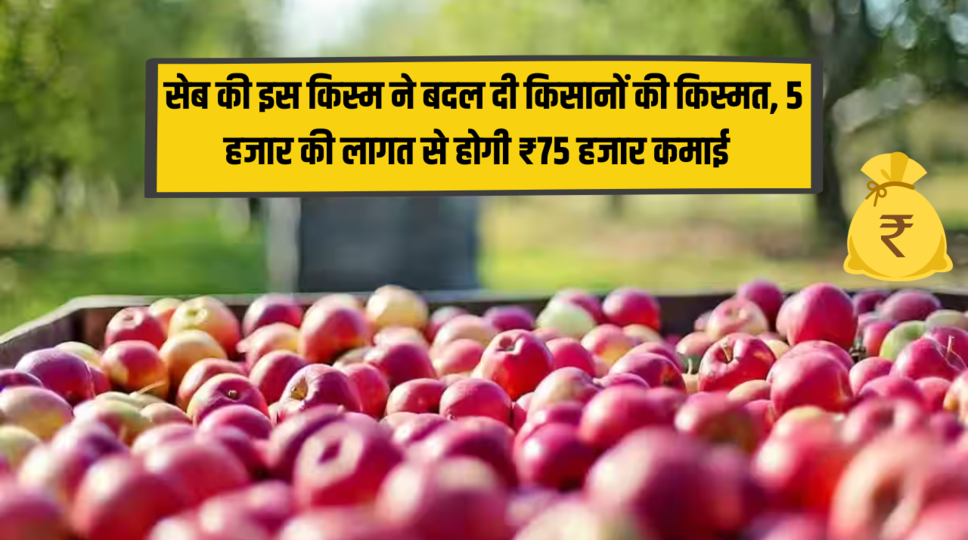 सेब की इस किस्म ने बदल दी किसानों की किस्मत, 5 हजार की लागत से होगी ₹75 हजार कमाई , जानिए मोती कमाई की ट्रिक 