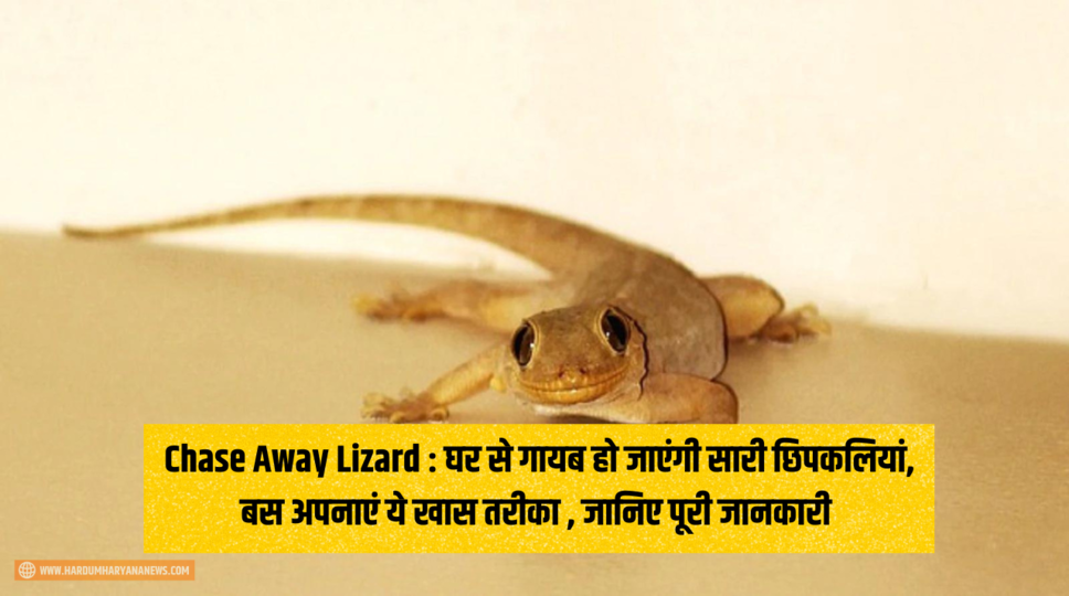Chase Away Lizard : घर से गायब हो जाएंगी सारी छिपकलियां, बस अपनाएं ये खास तरीका , जानिए पूरी जानकारी 