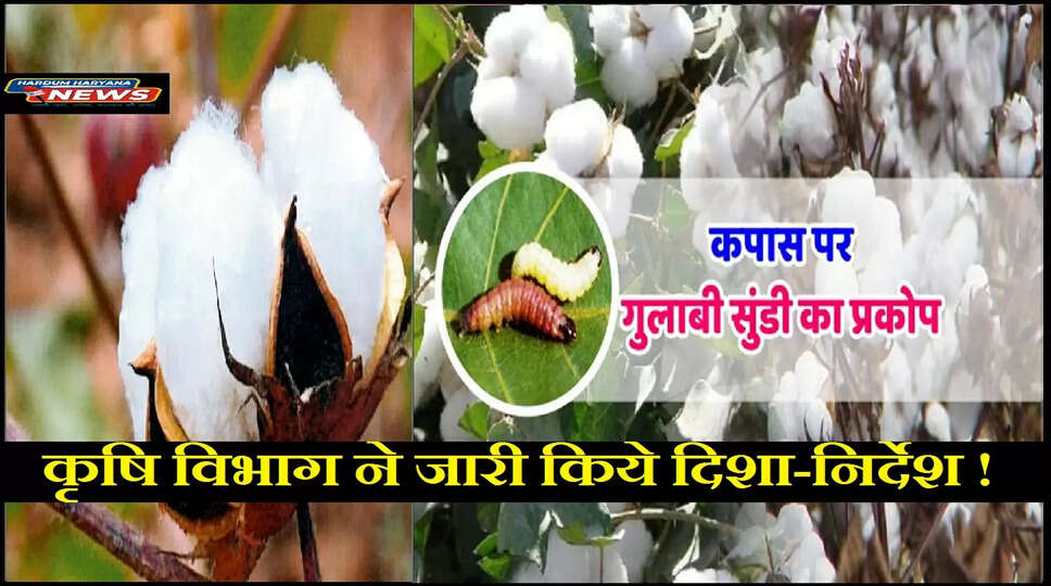 gulabi sundi