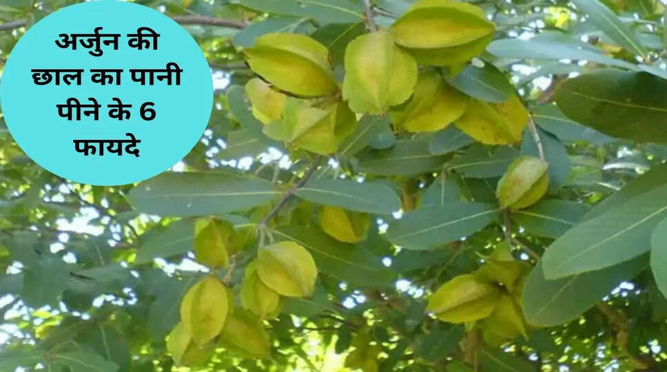 अर्जुन 