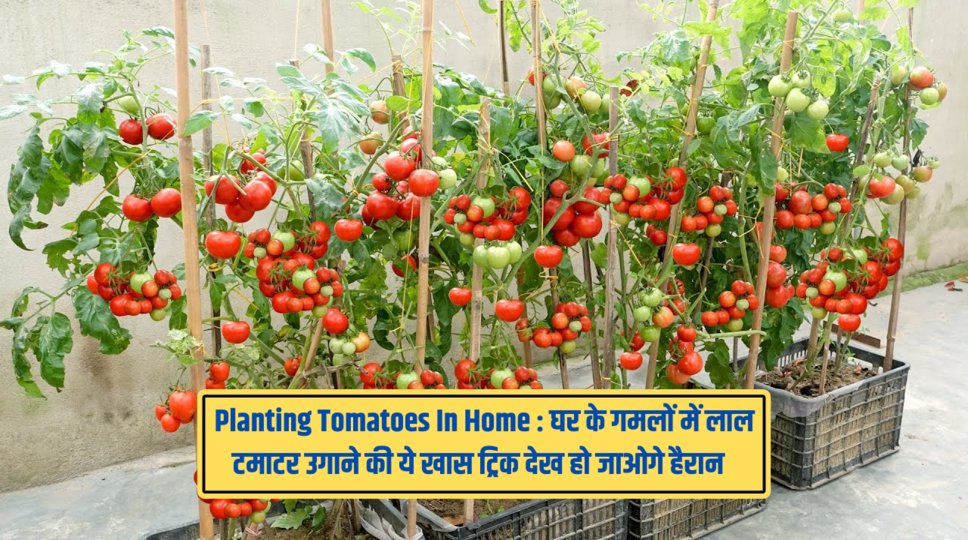Planting Tomatoes In Home : घर के गमलों में लाल टमाटर उगाने की ये खास ट्रिक देख हो जाओगे हैरान , जानिए 