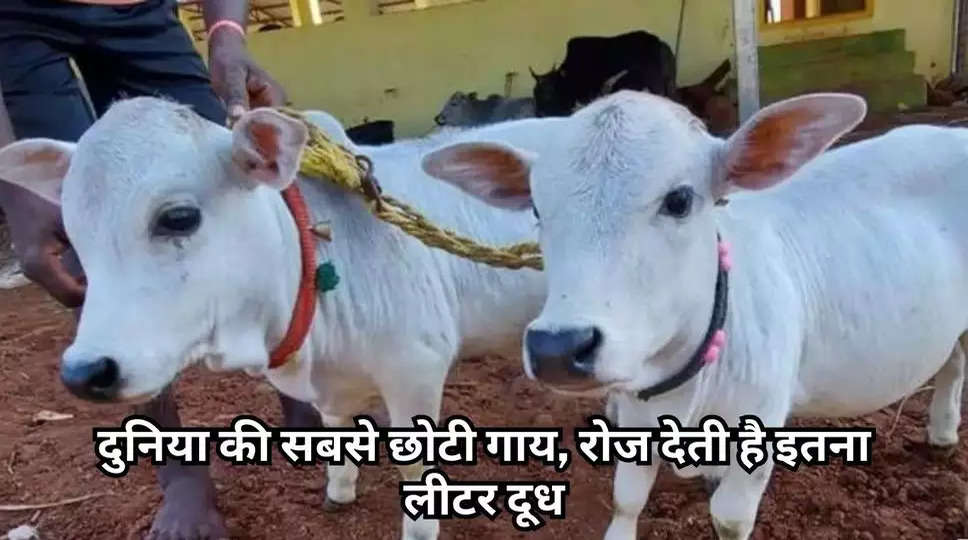 Punganur Cow: दुनिया की सबसे छोटी गाय, रोज देती है इतना लीटर दूध, इसकी यह खास बात सुनकर उड़ जाएंगे आपके होश, यहां जानें सब- कुछ