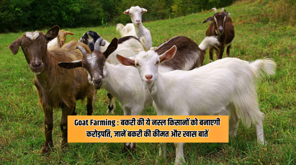 Goat Farming : बकरी की ये नस्ल किसानों को बनाएगी करोड़पति, जानें बकरी की कीमत और खास बातें