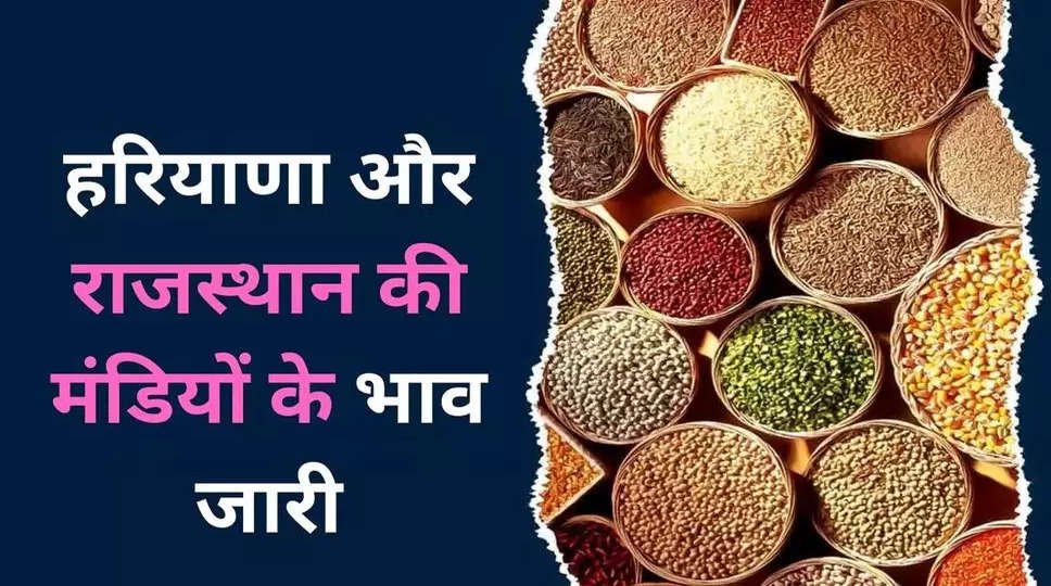 Mandi Bhav 13 September 2023: हरियाणा और राजस्थान की मंडियों के भाव जारी, एक क्लिक से देखें सभी फसलों के दाम