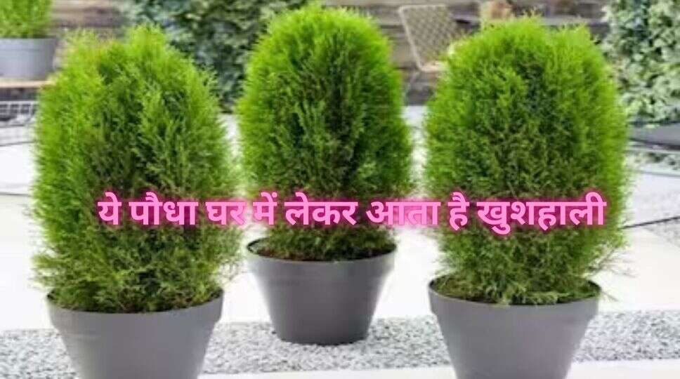 ये पौधा घर में लेकर आता है खुशहाली