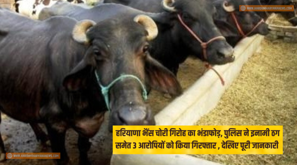 हरियाणा भैंस चोरी गिरोह का भंडाफोड़, पुलिस ने इनामी ठग समेत 3 आरोपियों को किया गिरफ्तार , देखिए पूरी जानकारी&nbsp;